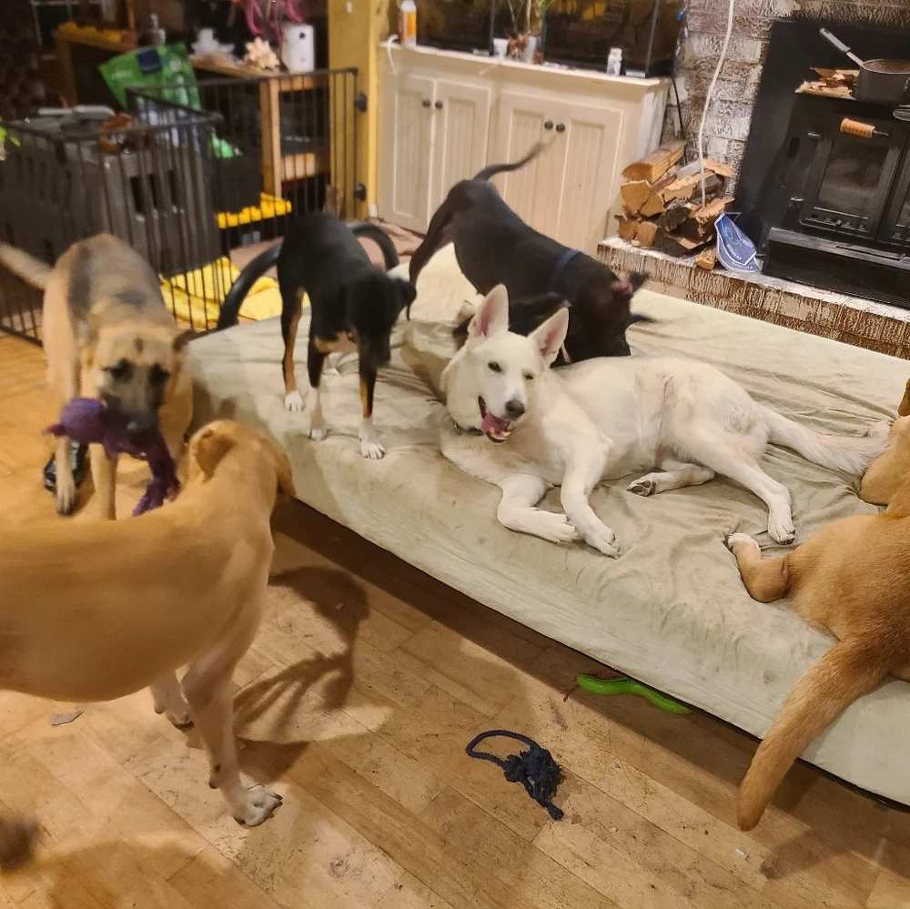 Just pictures of the dogs